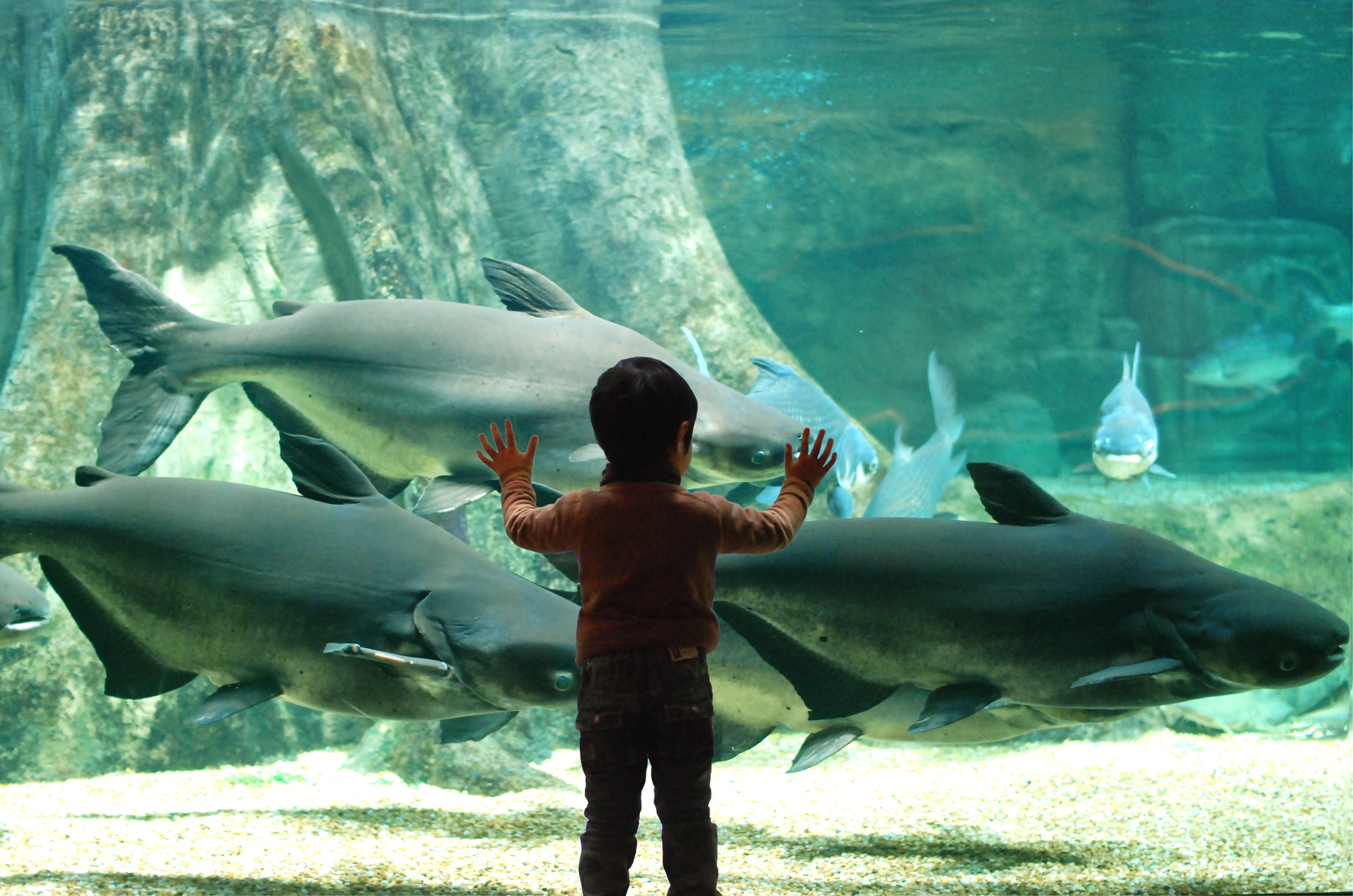 世界淡水魚園水族館アクア・トトぎふ　入館ペアチケット（５名様）